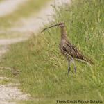 Curlew with Credits2.jpg